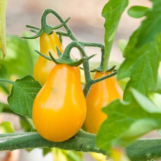 มะเขือเทศลูกแพร์สีเหลือง Yellow Pear Tomato