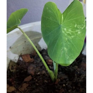 🌱Colocasia esculenta yellow splash  บอนนาญึ่ปุ่นด่าง🌱