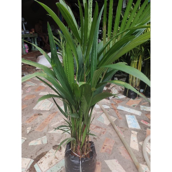 หมากแดง (ต้นไม้ฟอกอากาศ) สูง 60-100 เซนติเมตร