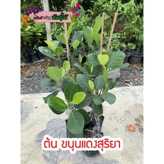 ต้นขนุนแดงสุริยา แบบทาบกิ่งติดลูกเร็ว พร้อมส่ง สำคัญกรุณาสั่งซื้อในเวลา12:00น.-00:00น.