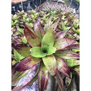 นีโอ Stawberry Roan# สับปะรดสี#bromeliad# ต้นไม้สวยงาม# ไม้ประดับ# ตกแต่งสวน# ปลูกตกแต่งบ้าน# ไม้มงคล