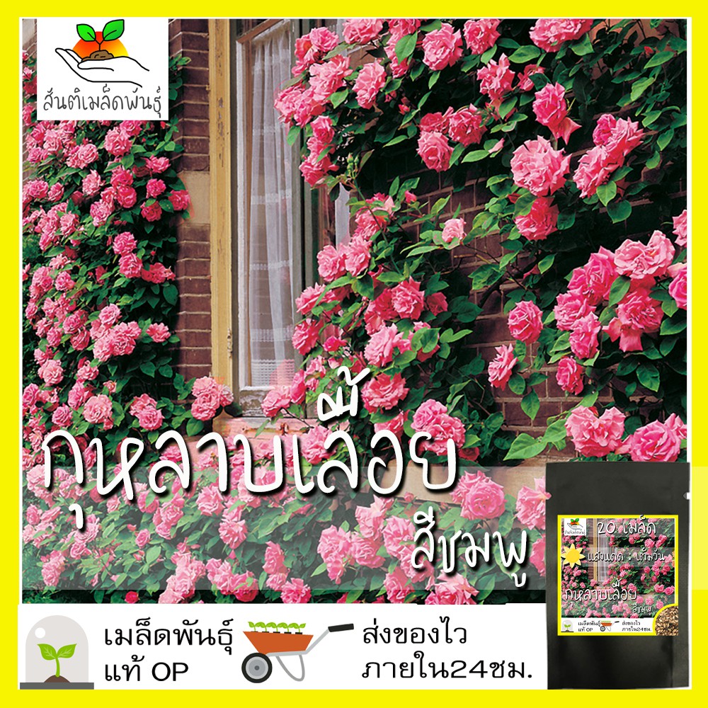 My Image 21