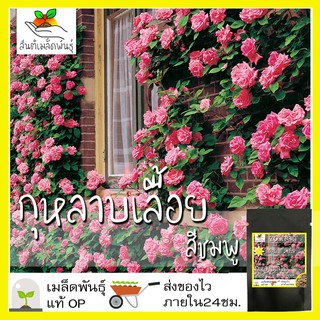เมล็ดพันธุ์ กุหลาบเลื้อย กุหลาบ สีชมพู 20 เมล็ด Pink Rose Se…
