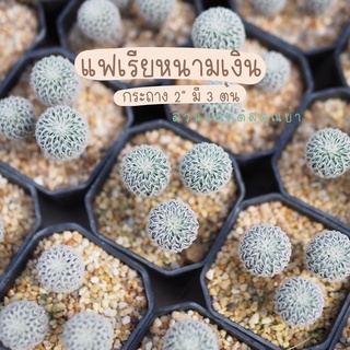 แฟเรียหนามเงิน 🌵 กระถาง 2” ได้ 3 ต้น 50 บาท คุ้มในคุ้ม