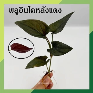 พร้อมส่ง(ซื้อ 6 กิ่งลด 10.- แถมฟรี!! ปุ๋ย 10ก.) 🌱ต้นไม้เลี้ยงน้ำ 20 ชนิด(ขายเป็นกิ่ง)🌱ต้นไม้ฟอกอากาศ ใส่แจกันประดับบ้าน
