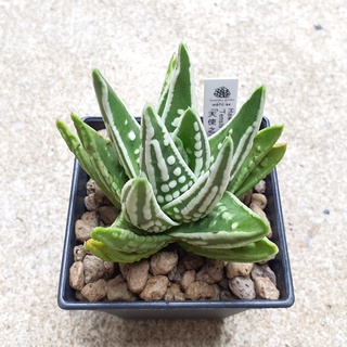 พร้อมส่ง!!ฮาโวเทีย Haworthia pumila hybrid Tenshi No Namida (Angels Tear) จัดส่งแบบล้างราก