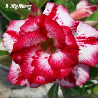 12 เมล็ด เมล็ดพันธุ์ ชวนชม สายพันธุ์ไต้หวัน ดอกซ้อน Adenium Seeds