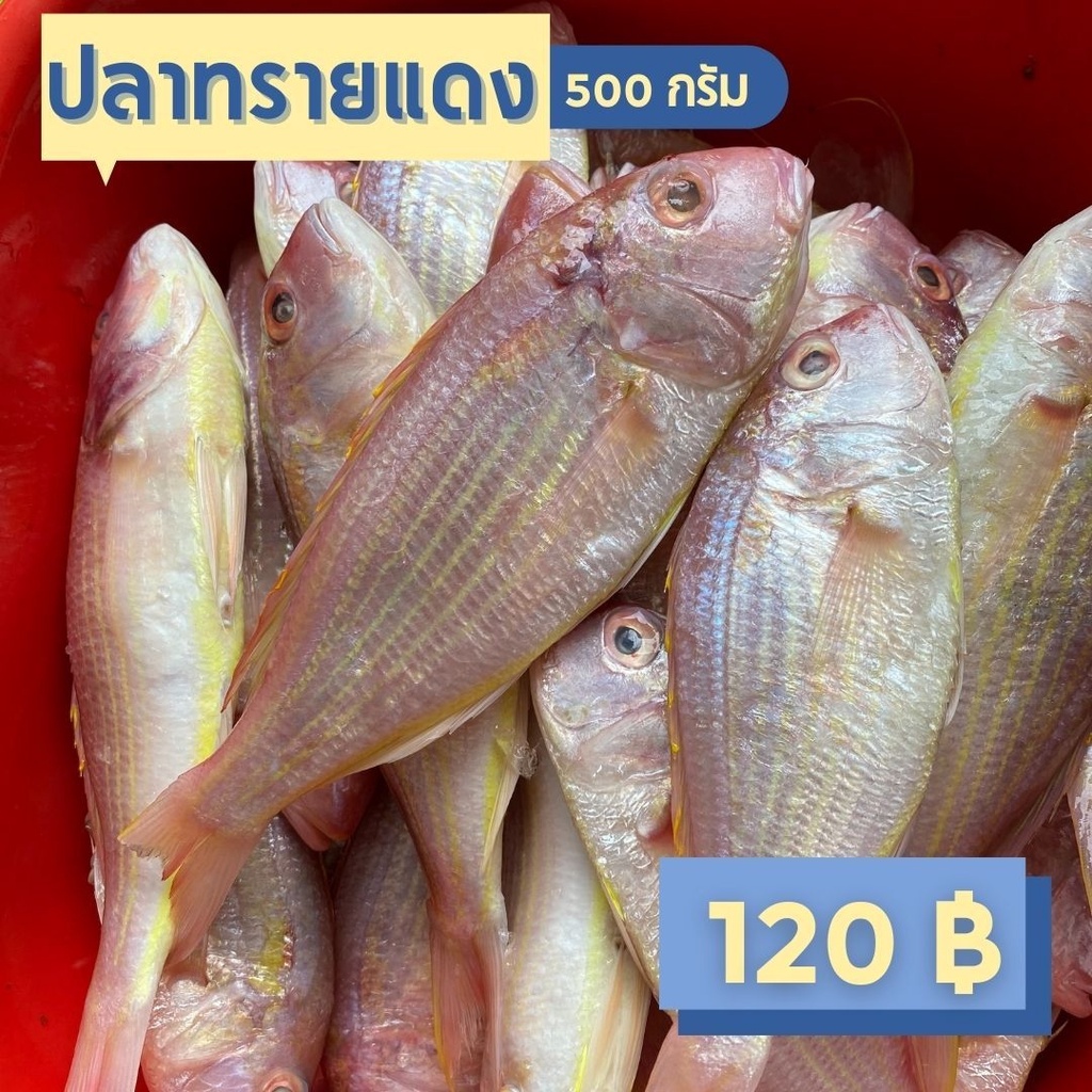 ปลาทรายแดง ปลาทรายแดงสด ปลาทราย ปลาทะเล มีนา มีปลา อาหารทะเลสด ไม่แช่สารเคมี