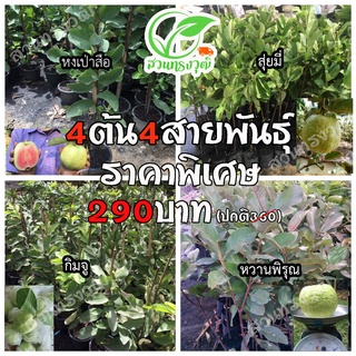 ต้นฝรั่ง4ต้น4สายพันธุ์ 📌ราคาพิเศษ (หงเป่าสือ-สุ่ยมี่-กิมจู-หวานพิรุณ) กิ่งตอนชำลงถุงแท้💯%