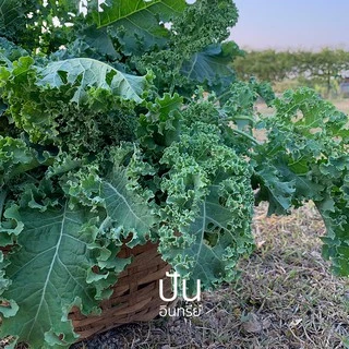 🇺🇸 เมล็ดนำเข้า เมล็ดเคล เคล เคลใบหยิก ผักเคล Curly Kale (Organic Seed) สายพันธุ์ดี คะน้าเคล จากสหรัฐอเมริกา ปันอินทรีย์