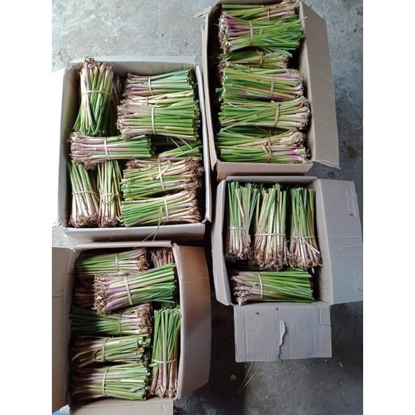หญ้าแฝก 1,000 ต้น หญ้าแฝกลุ่ม พันธุ์พระราชทาน แถม200ต้น