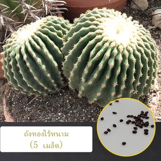 Echinocactus grussonii v inermis (5 เมล็ด)