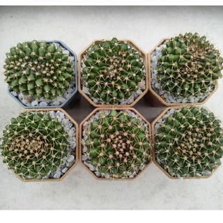 Cake Cactus Farm กระบองเพชร Gymnocalycium mihanovichii cristata ยิมโนคริส