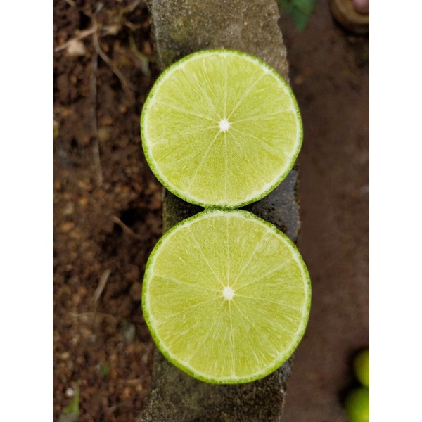 มะนาวแป้นสุขประเสริฐลูกดก ไร้เมล็ด หอมเปลือกบาง น้ำเยอะ ทนโรคดี - รูปที่ 2