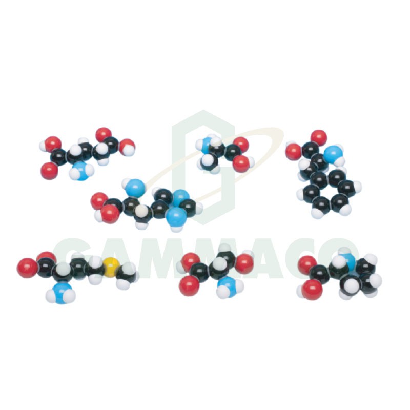 แบบจำลองโมเลกุล 7 Amino Acid Models Collection Set [30MKA1207]