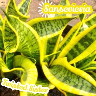 [ลิ้นมังกรขอบทองเฮอริเคน] Sensevieria Twisted Sister ส่งพร้อมกระถาง ไม้ใบ ไม้ดอก ไม้ประดับ ไม้ด่าง ไม้สวยๆ ใบใหญ่ ไม้ฟอก