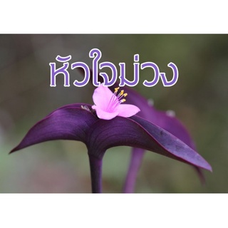 หัวใจสีม่วง กิ่งพันธุ์สวยๆ 20 กิ่ง