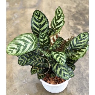 ต้นคล้าแววมยุราCalatheamakoyanaกระถาง8”นิ้วพร้อมจานรองไม้มงคล