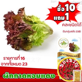 เมล็ดอวบอ้วน100%{{ส่งKerry}}[10แถม1 มีคู่มือ] เมล็ดพันธุ์  ผักกาดหอมแดง Red rapid  ประมาณ 200 เมล็ด (0.2กรัม) เมล็ดพันธุ