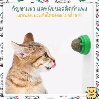 กัญชาแมว แคทนิปบอล ติดกำแพง ไม่กลิ้งหาย catnip ball แมวฟิน บอลแมว สมุนไพรแมว หญ้าแมว