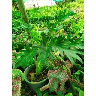 ฟิโลเดนดรอน ซานาดู (PHILODENDRON XANADU)กระถาง 5นิ้ว 199 บาท