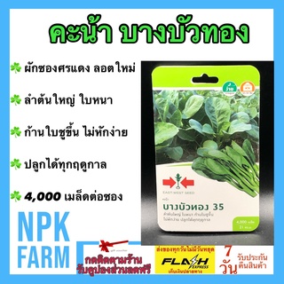 ผักซอง ศรแดง คะน้าบางบัวทอง จำนวน 4000 เมล็ด เมล็ดพันธุ์ คะน้า ลอตใหม่ ลำต้นใหญ่ ใบหนา ก้านใบชูขึ้น ไม่หักง่าย