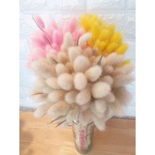 ดอกไม้ ดอกหางกระต่ายกำใหญ่สีธรรมชาติ จำนวน 120-130 ดอก จำนวน 1 กำ