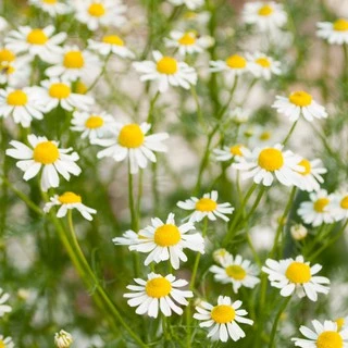 เมล็ดพันธุ์ คาโมมายล์ เยอรมัน (German Chamomile Seed) บรรจุ 1000 เมล็ด คุณภาพดี ของแท้ 100%