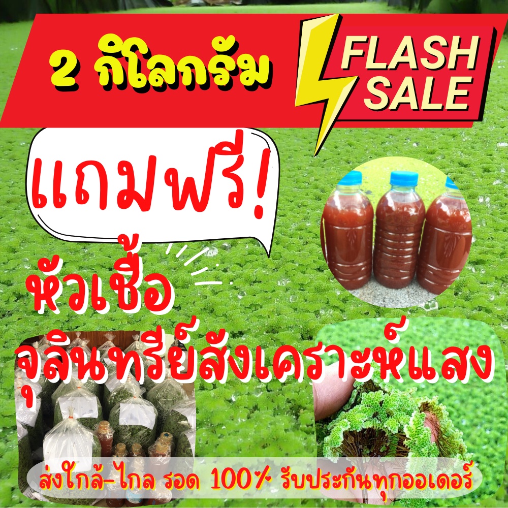 แหนแดงอะซอลล่าไมโครฟิลล่า คัดเกรด A พันธุ์กรมวิชาการเกษตร แถมฟรีจุลินทรีย์สังเคราะห์แสง
