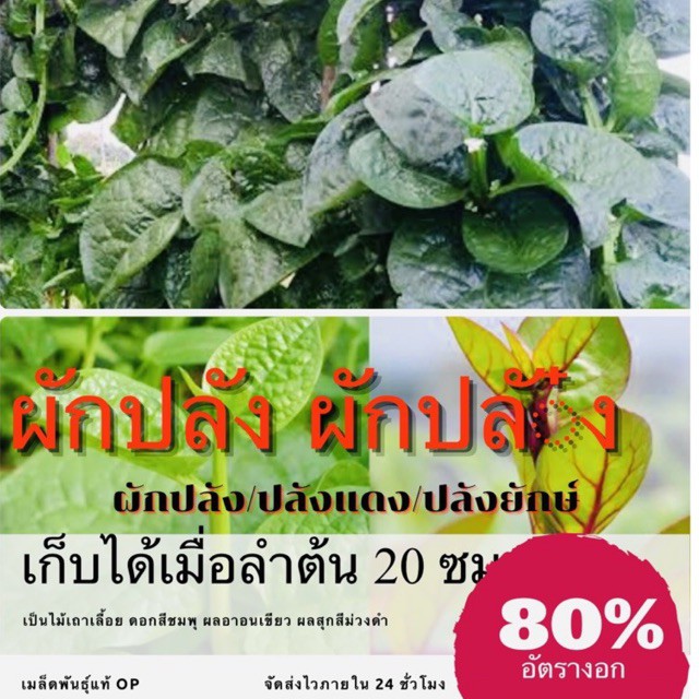 3A (ซื้อ10แถม1) เมล็ดพันธุ์ ผักปลังแดง ขนาด1กรัม ประมาณ30เมล็ด RED CEYLON SPINACH ผักปั๋ง เมล็ดพันธุ์พืช เมล็ดผัก