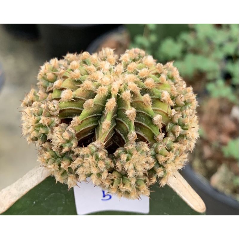 LB2178 แท้ด่าง 13 พู