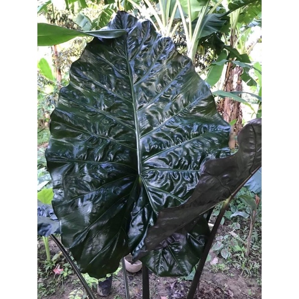 #Alocasia Yucatanprincess #อโลคาเซียยูคาตัน