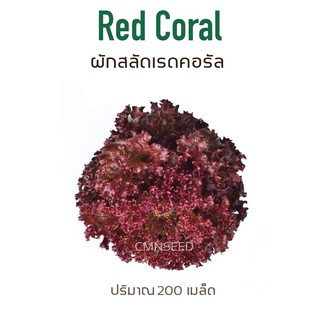 เมล็ดพันธุ์ เรดคอรัล ( RED CORAL )