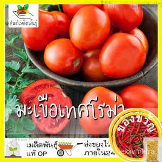 เมล็ดพันธุ์ มะเขือเทศ โรม่า 50 เมล็ด Roma Tomato Seed เมล็ดพันธุ์แท้ นำเข้าจากต่างประเทศ ปลูกผัก สวนครัว โตไว ปลูกง่าย Q