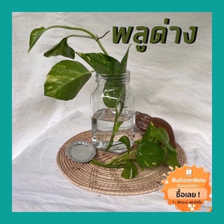 [ขั้นต่ำ5กิ่ง] พลูด่าง ขายเป็นกิ่ง ซื้อ5กิ่งขึ้นไปเท่านั้น ตัดสดจากสวน มีแถมทุกออเดอร์