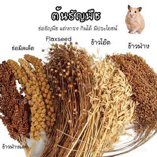 [thebliss] ธัญพืช ตกแต่งกรงแฮมสเตอร์ กินได้ มีประโยชน์ ข้าวฟ่าง มิลเลต flaxseed รวงข้าว