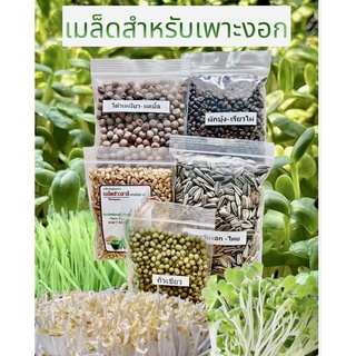 เมล็ดพันธุ์สำหรับเพาะงอก,microgreens,เมล็ดทานตะวัน,ข้าวสาลี,โต้วเหมียว,ผักบุ้ง,ถั่วเขียว,กระเจี๊ยบ,ไควาแระ,100กรัม