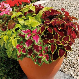 50 เมล็ด เมล็ดพันธุ์ ฤาษีผสม Coleus Seeds