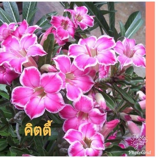 12 เมล็ด เมล็ดพันธุ์ ชวนชม สายพันธุ์ไต้หวัน ดอกสีม่วง Adenium Seeds