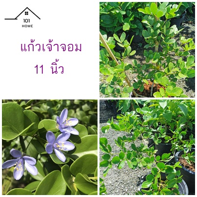 แก้วเจ้าจอม 4 ใบ ต้นกระถาง 11 นิ้ว สูง 70 ซม