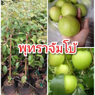 พุทราจัมโบ้ ต้นพันธุ์ทาบกิ่งสูง 40-50 ซม. ปลูกง่าย โตไว 1 ปีติดผล รับประกันพันธุ์แท้ 100%