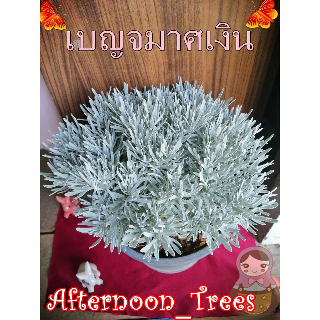 ต้นเบญจมาศเงิน ขนาด 8 นิ้ว (ต้นไม้ฟอกอากาศ เสริมดวง by Afternoon_Trees)