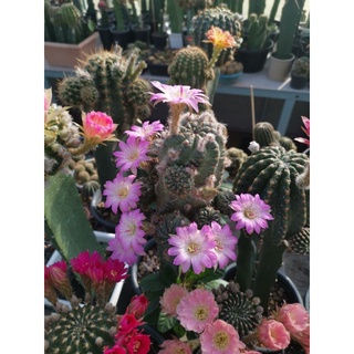 โลบิเวีย อิชินอป หน่อเด็ดสด echinopsis ผักบุ้ง ดอกดกราคาหน่อละ65