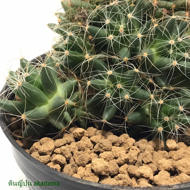 ดินญี่ปุ่น akadama#ดินแคคตัส size-M