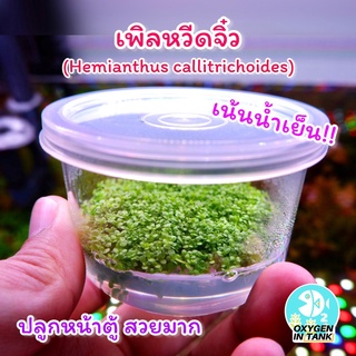 เพิลหวีดจิ๋ว[Hemianthus callitrichoides] ไม้เนื้อเยื่อแน่นๆ ไม้น้ำ ต้นไม้น้ำ (พร้อมส่ง)