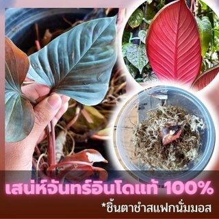 ชิ้นตาต้นเสน่ห์จันทร์สายพันธุ์นำเข้าจากอินโดแท้ 100% สายพันธุ์ไม้หายาก ใบสวยจัดๆ คัดข้อตาชัด พร้อมส่ง