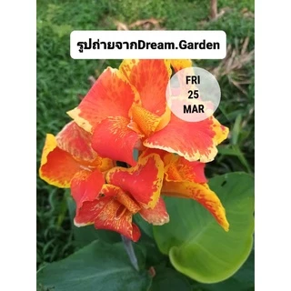 ถูกที่สุด🌷หน่อพุทธรักษา ไม้ดอกทนแดด ไม้ดอกสีสดใส ออกดอกทั้งปี ดูแลง่าย