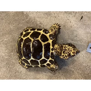 เต่าเรซินใหญ่🐢ตุ๊กตาแต่งสวน ตุ๊กตาแต่งบ้าน ทำจากเรซิน ขนาดกว้าง 16 cm ยาว 21cm