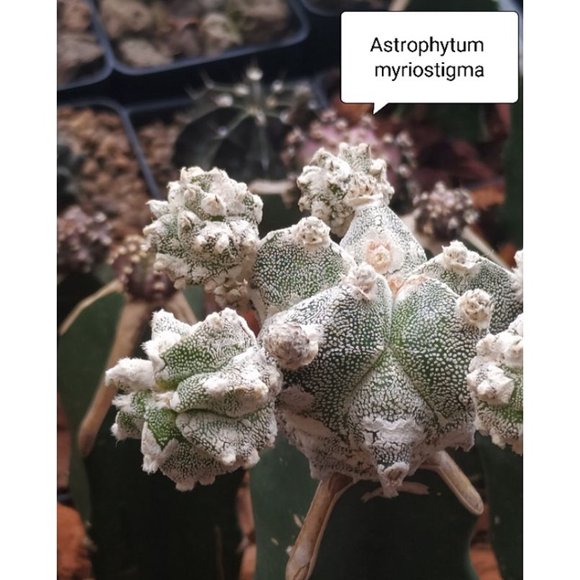 Astrophytum myriostigma  แคค​ตัส​ แอส​โตร​ไฟ​ตัม​ มายริโอ สวยๆ หน่อเด็ดสด kikko cactus