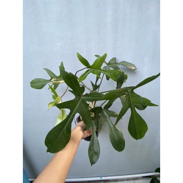 Philodendron Florida ghost ก้ามกุ้งโกส